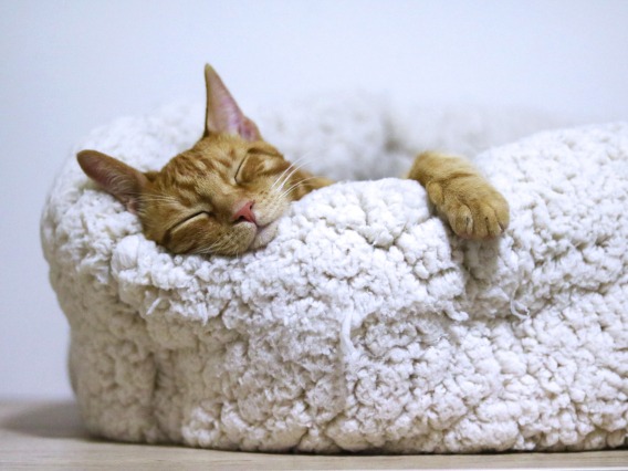 cat sleeping in a fuzzy cat bed