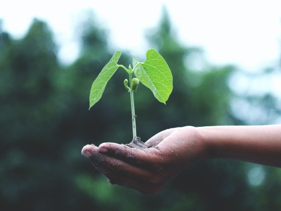 photo of a hand holding a plant sprouting in dirt with trees in the background