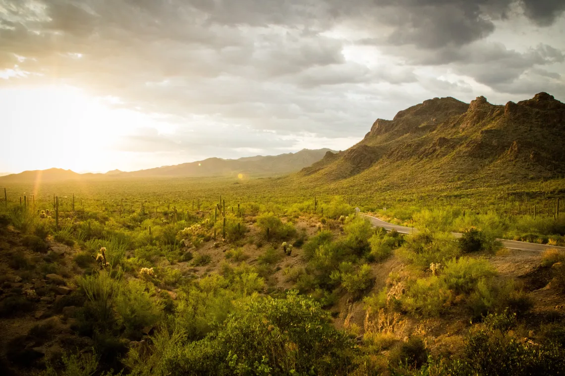 desert landscape