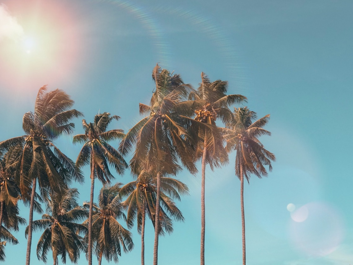 palm trees with the sky and a rainbow in the background