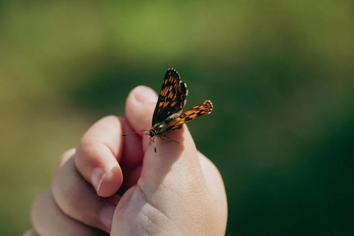 close up of a hand with a butterfly resting on it