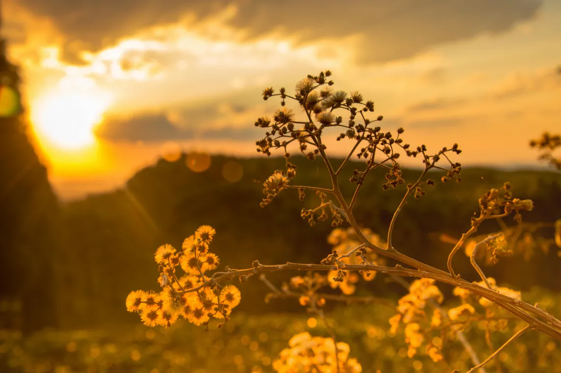 flowers with sunset visible behind mountains in the background